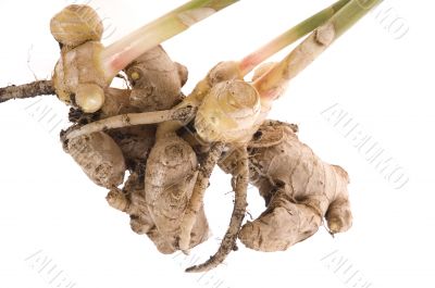 fresh ginger root. plant