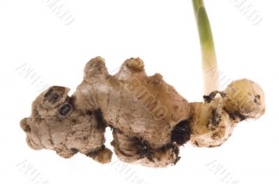 fresh ginger root. plant