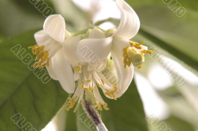 lemon tree. pollen - in vitro :)