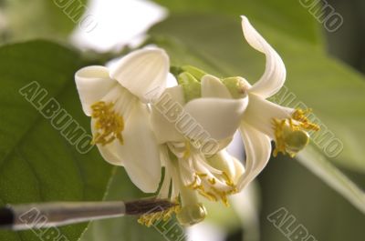 lemon tree. pollen - in vitro :)
