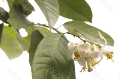 blossoming lemon tree