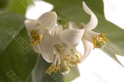 blossoming lemon tree