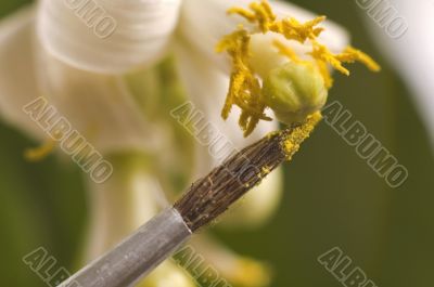 lemon tree. pollen - in vitro :)