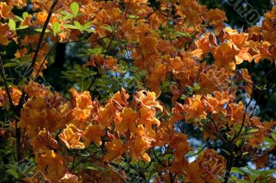 summer scenic. flowers