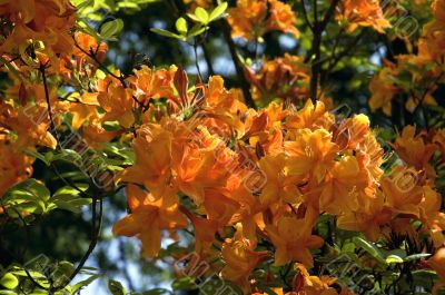 summer scenic. flowers