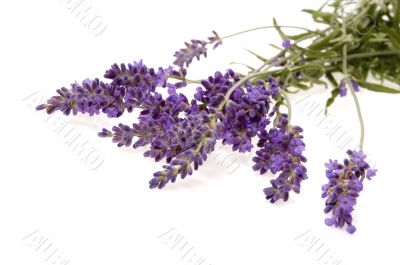 lavender bath