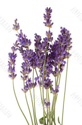 lavender