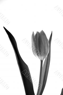 Monochrome tulip