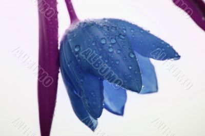 Blue Tulip