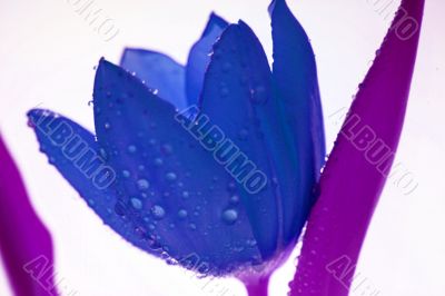 Blue Tulip