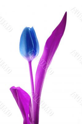 Blue Tulip