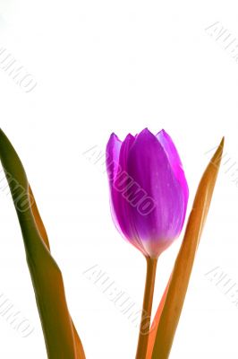 Purple Tulip
