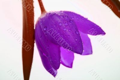 Purple Tulip
