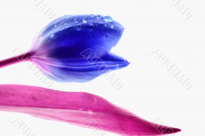 Blue Tulip