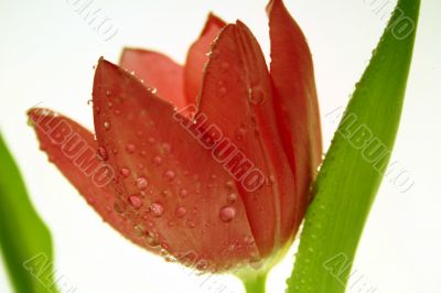 Orange Tulip