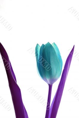 Blue Tulip