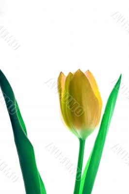Yellow Tulip