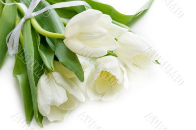 White tulips