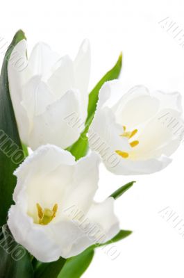 Bouquet of white tulips