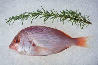 gilthead