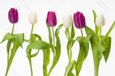 tulips