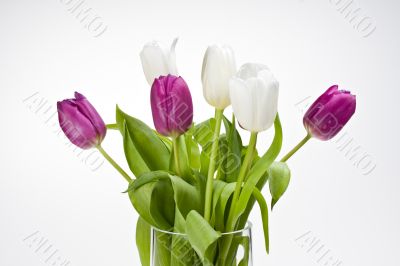 tulips