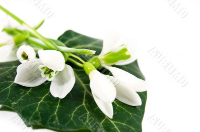 Snowdrops on leaf