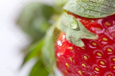 Macro of Strawberry
