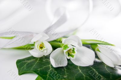 Snowdrops