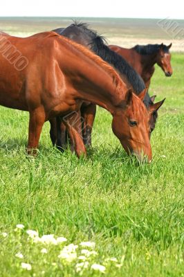 three horses are grazed on a meadow