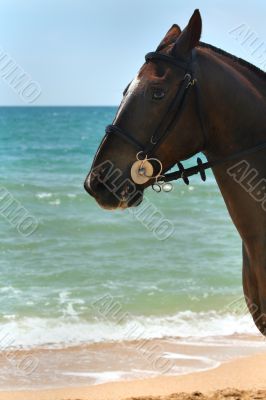 Beautiful horse portrait /  background of the sea