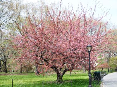 Cherry tree