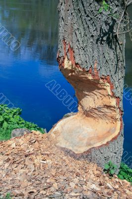Beaver lanes