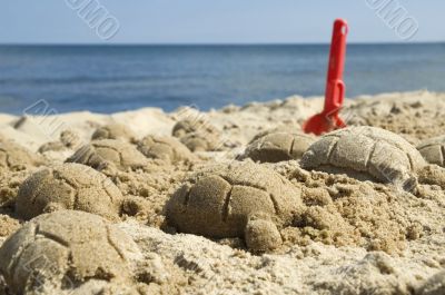 sand turtles
