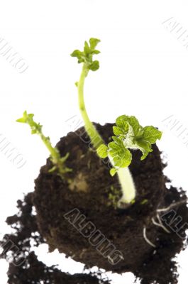 growing potato