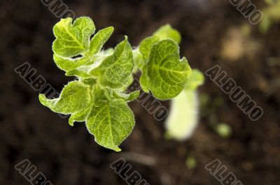 growing potato. baby plant