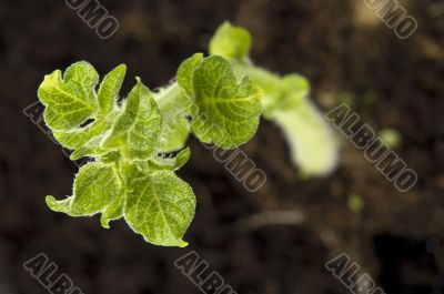 growing potato