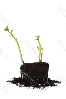 growing potato. baby plant