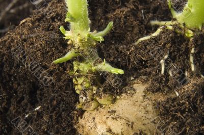 growing potato. baby plant