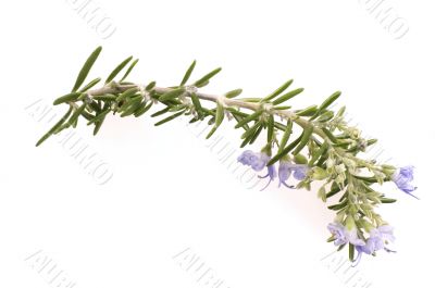 fresh rosemary with flowers