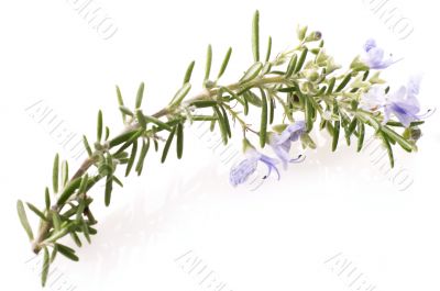 fresh rosemary with flowers
