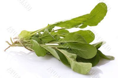 fresh rucola