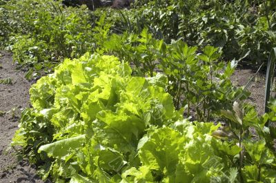 growing lettuce