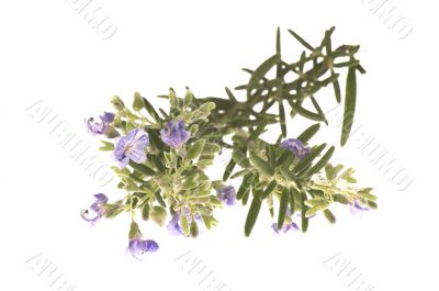 rosemary with flowers