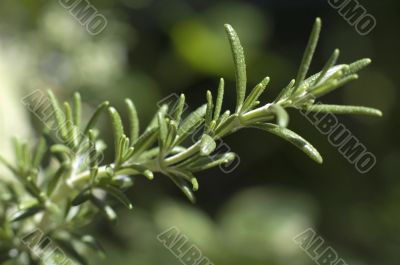 fresh rosemary