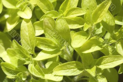 fresh herbs. oregano