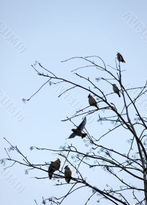 waxwings