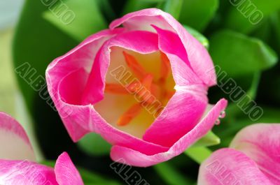 Spring pink tulips