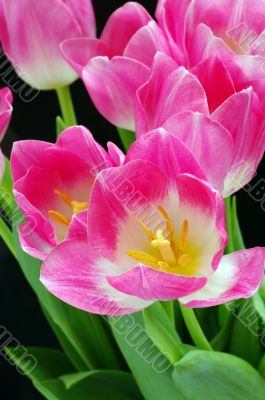 Spring pink tulips
