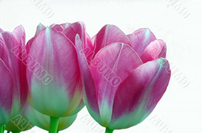 Spring pink tulips